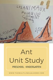 Ant Unit Study